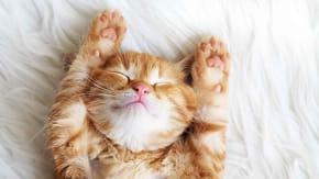A ginger cat lying down