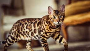 A Bengal cat walks across the frame