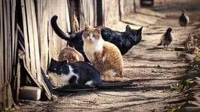 4 cats of various colours and sizes gather near a fence