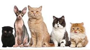 An assortment of 5 cats, in a line up