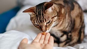 A cat sniffs at a treat in a humans hand