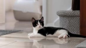 A black and white kitten lays out on the floor