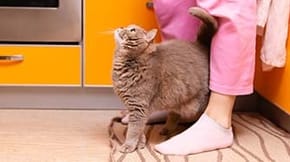 A cat weaves between the legs of someone wearing pink trousers