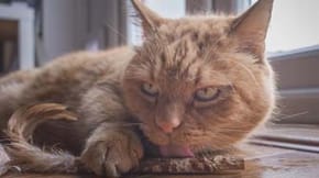 A ginger cat with a stick