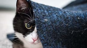 A black and white cat hiding under a rug