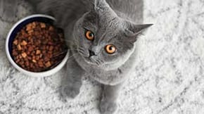 A grey cat next to a full bowl of food