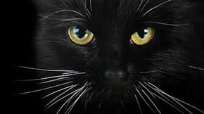 A black cats face fills the frame, making their magical yellow eyes stand out