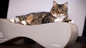 A tabby cat lays down on a cardboard scratcher