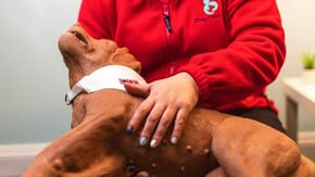 A dog lays in the lap of a Dogs First worker in a red fleece