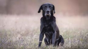 A black dog in a field