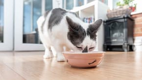 A black and white cat eats from a bowl