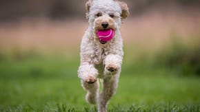 A picture of a white dog running