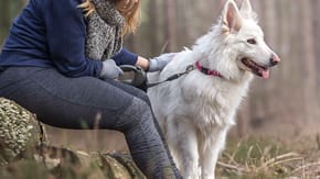 A dog on a walk