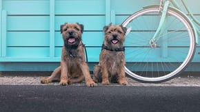 2 border terriers sit near a bike