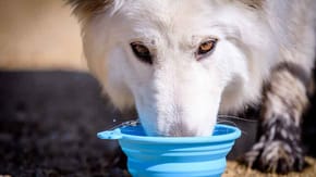 A white dog drinking from a blue pop up bowl
