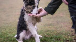 border collie in forest