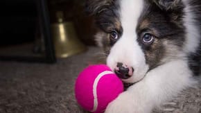 Puppy playing with a ball