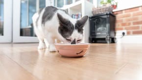 A black and white cat eats from a bowl