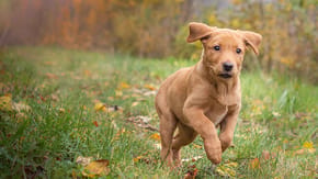 A puppy running through a field