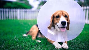 A Beagle wearing a protective vet cone