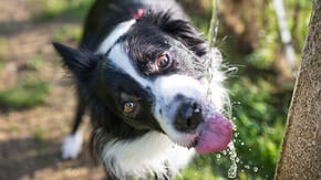 A dog drinking water