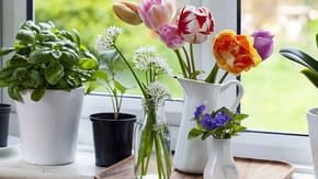 A selection of stems and buds in assorted vases on a windowsil
