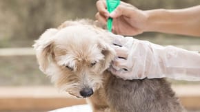 A white dog receives flea treatment from a vet