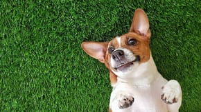 A small dog lays on its back on artificial grass