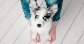A puppy sits between the legs on a human, with their front paws on their feet