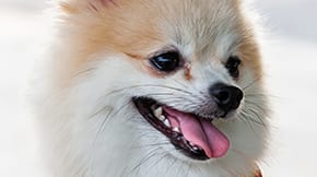 A Pomeranian with a tear stain
