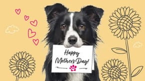 A Border Collie holds an illustrated card in their mouth saying "Happy Mothers Day"