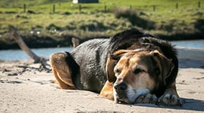 A older dog rests on a peaceful beach
