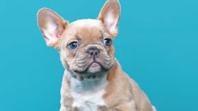 A Frenchie puppy on a bright blue backdrop
