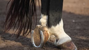The back two feet of a horse, with one food up, showing the horse's shoe