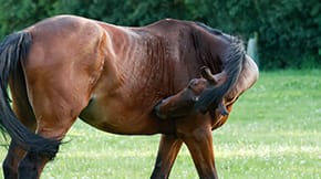 A horse itching its skin with its teeth