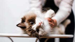 A Ragdoll upside down in its owners arms