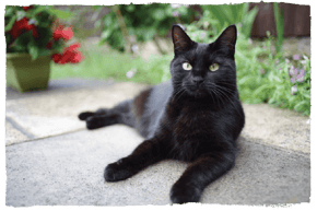 A Bombay cat