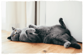 A British Shorthair cat