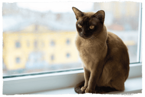 A Burmese cat