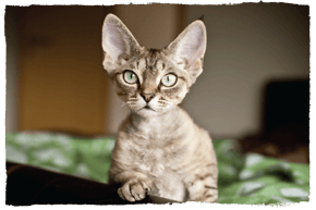 A Devon Rex cat