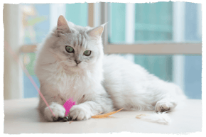 A Persian cat
