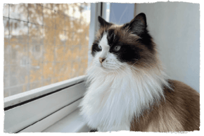 A Ragdoll cat
