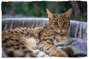 A Savannah cat