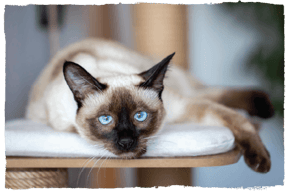 A Siamese cat