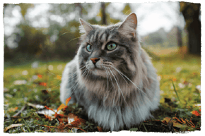 A Siberian cat