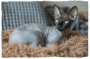 A Sphynx cat