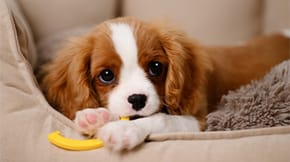 Image of a puppy in its bed chewing a toy