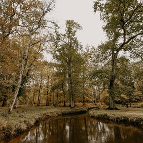 Bolderwood