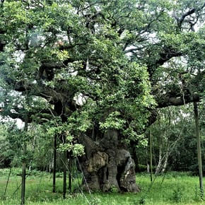Major Oak