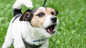 A Jack Russell Terrier barking